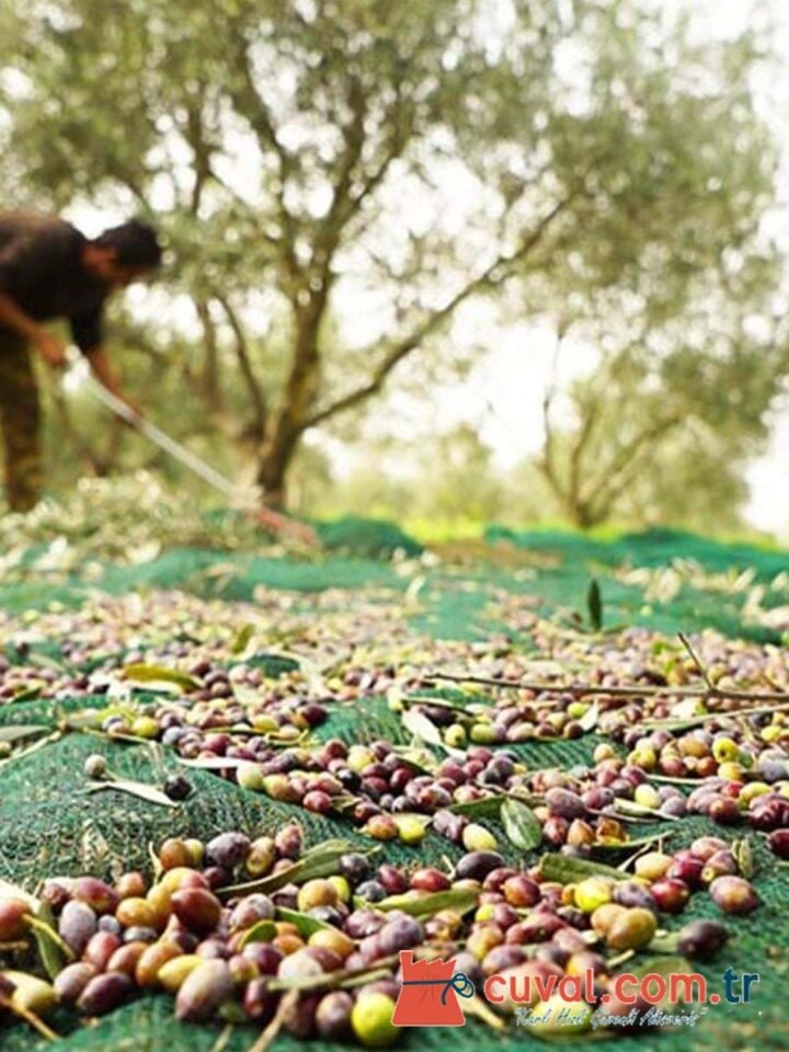Zeytin Toplama Filesi