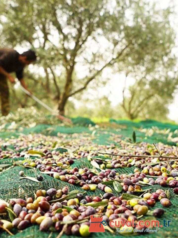 Zeytin Toplama Filesi