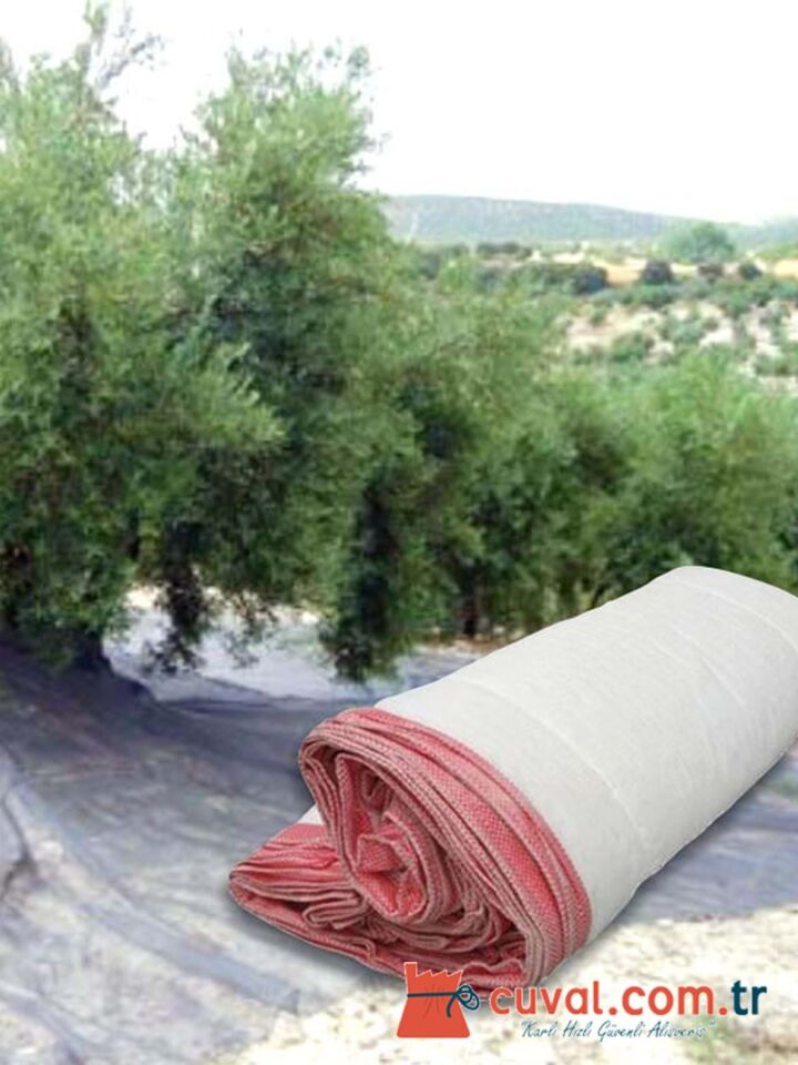 Zeytin Sergiliği